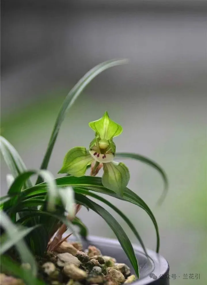 晶莹之花.webp.png