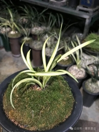 蕙兰艺草市场趋势