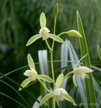 《建兰银边大贡的介绍与种植要点》
