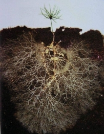 半菌根共生植物
