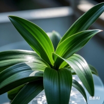 兰花植物的菌根
