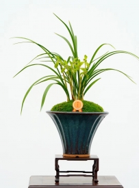 我国兰属植物种类大盘点：数量几何？