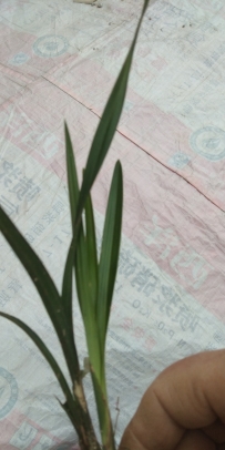 咏兰诗