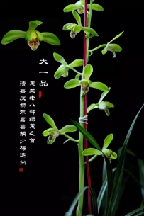 蕙兰鉴别指南