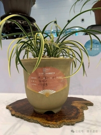 【艺兰科普080】说说商品植料的选用