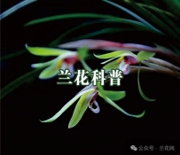 保护野生兰花、珍惜资源兰花具有多方面的重要性：