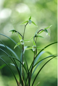 赏寒兰时节