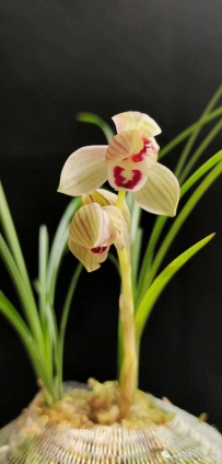 莲瓣兰色花分析小议