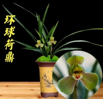 名品环球荷鼎