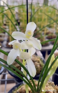 莲瓣兰素花鉴赏之拙见