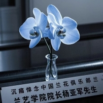 痛悼杨亚军教授