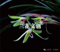 兰花文创分类探讨