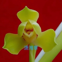 品鉴蕙兰(潇湘翠)