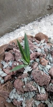 兰诗两首