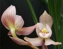 兰花名品新世纪 宝鼎