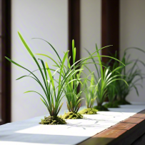 （七律）兰花冬藏