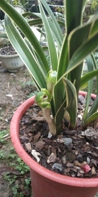兰花立春管理之重要性