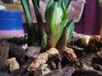 兰花花苞的春化期管理