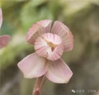 春兰宝鼎