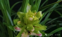 兰花菊瓣的起源